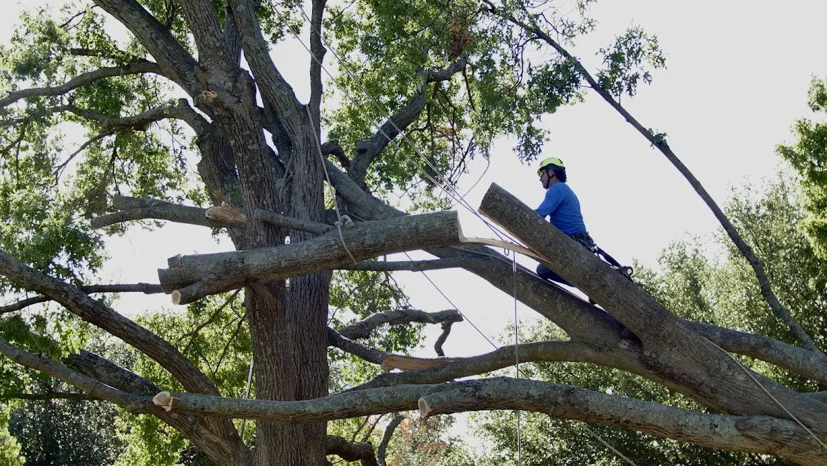 Professional Crown Thinning performed by certified arborists in Hampstead