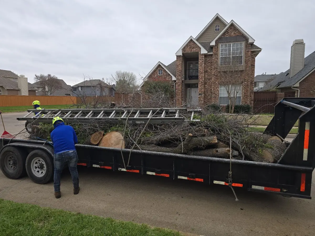Expert Tree Fertilization with proper safety equipment in Hampstead